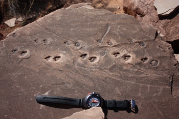 Reptile tracks in an erratic of Coconino sandstone, Jackass Canyon, mile eight.